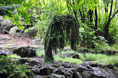 a weird tree at Enger Park in Duluth MN